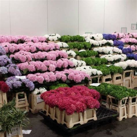 Exotic Garden Blumengroßhandels GmbH